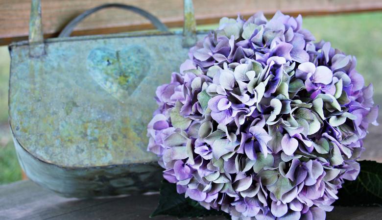 Free stock image of Fresh Hydrangea created by Pixabay