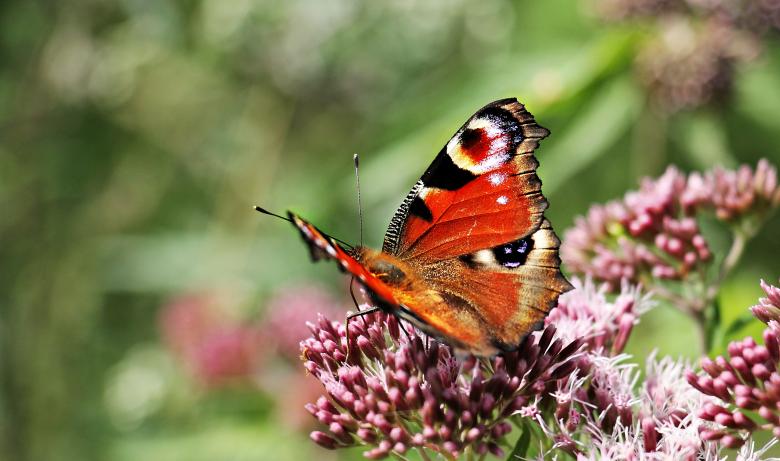 Free stock image of Peacock Butterfly in the Garden created by Pixabay
