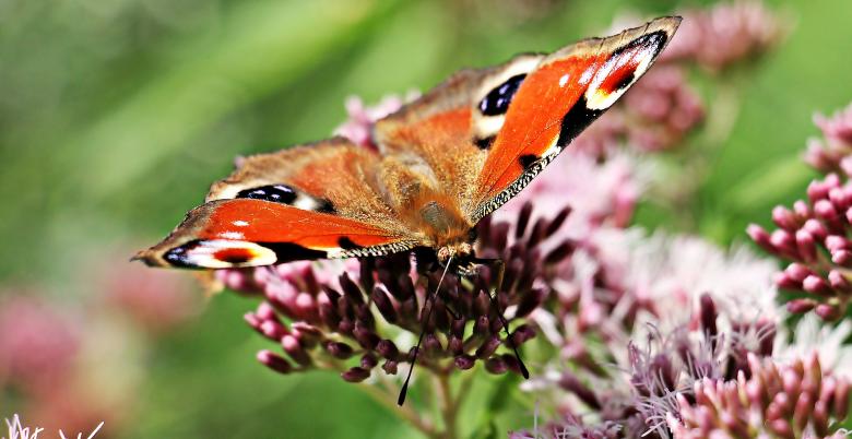 Free stock image of Peacock Butterfly in the Garden created by Pixabay