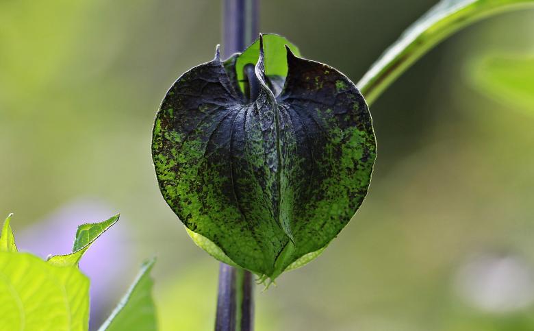 Free stock image of Poison Berry created by Pixabay