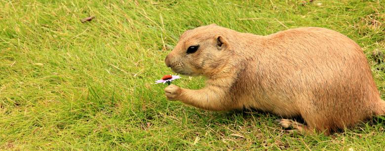 Free stock image of Prairie Dog created by Pixabay