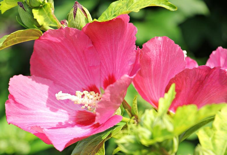Free stock image of Stock Rose created by Pixabay