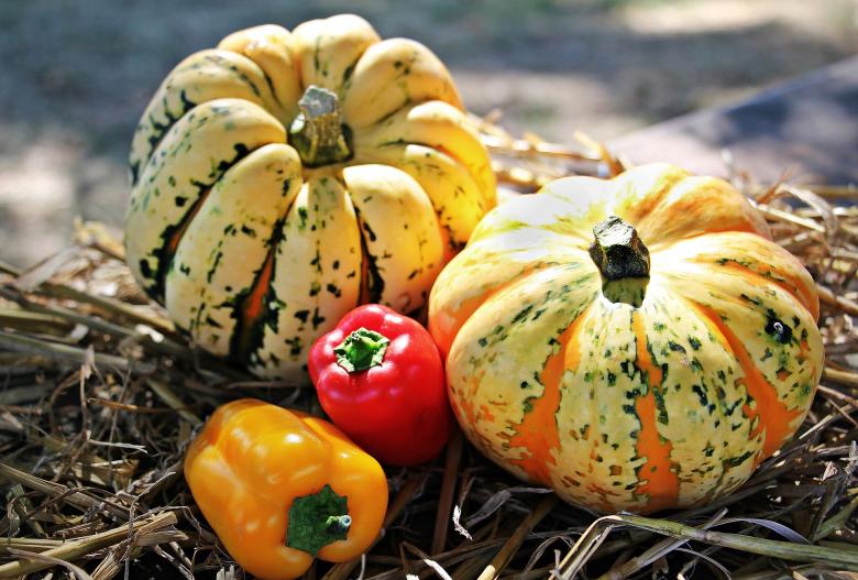 Free stock image of Thanksgiving Day created by Pixabay