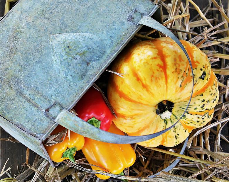 Free stock image of Thanksgiving Day created by Pixabay