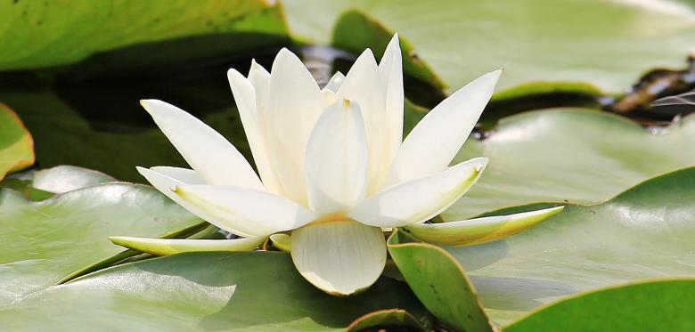 Free stock image of Water Lily created by Pixabay