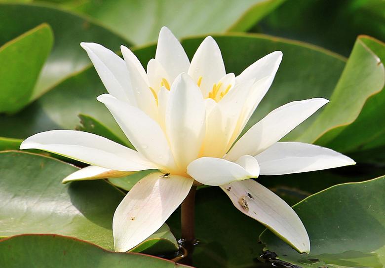 Free stock image of Water Lily created by Pixabay