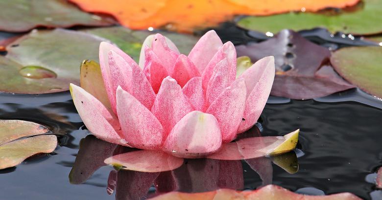 Free stock image of Water Lily created by Pixabay