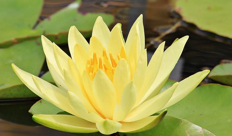 Free stock image of Water Lily created by Pixabay