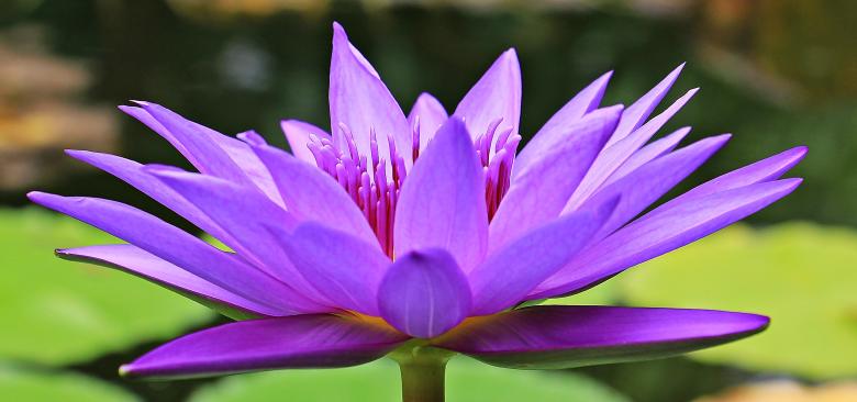 Free stock image of Water Lily created by Pixabay