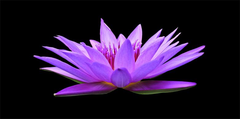 Free stock image of Water Lily created by Pixabay