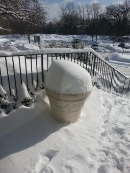 Snow  - Free Stock Photo