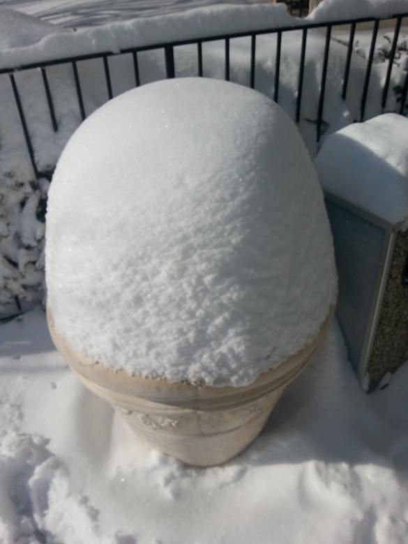 Free stock image of Snow Cone created by kiraan