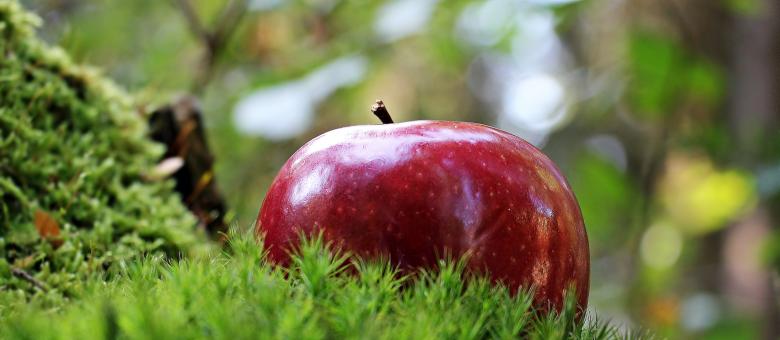 Free stock image of Fresh Apple created by Pixabay