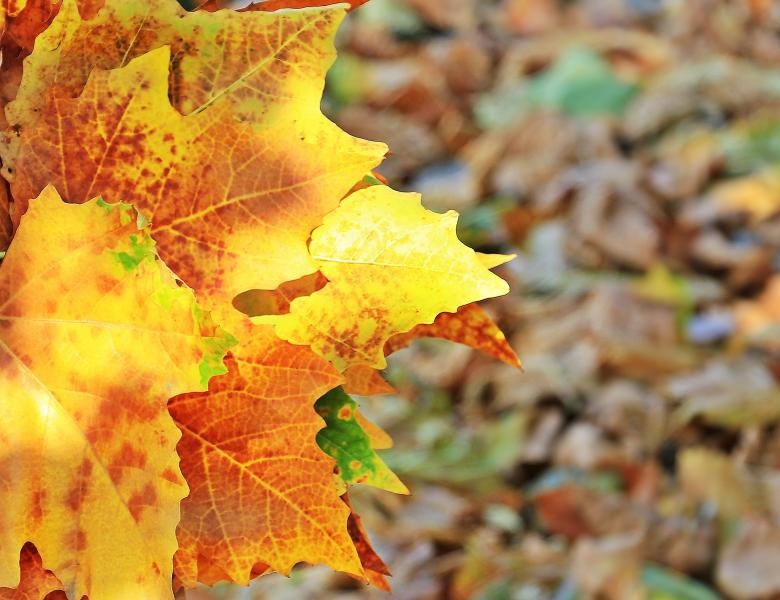 Free stock image of Fallen Leaves created by Pixabay