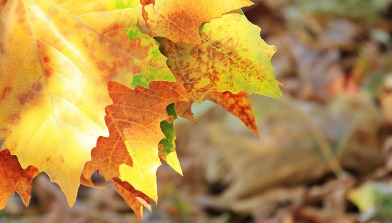 Free stock image of Fallen Leaves created by Pixabay