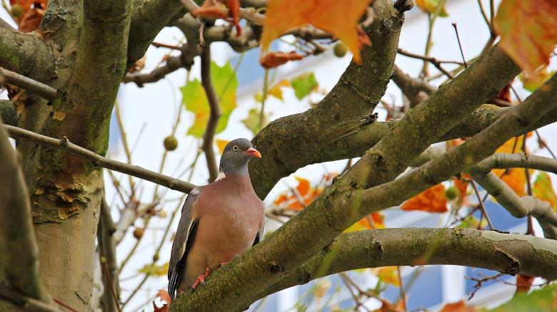 Free stock image of Bird on the Tree created by Pixabay