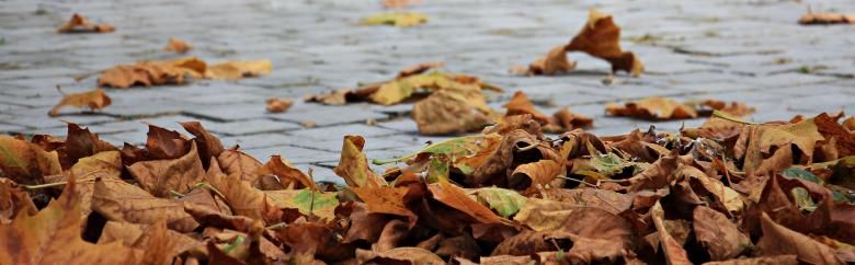 Free stock image of Fallen Leaves created by Pixabay