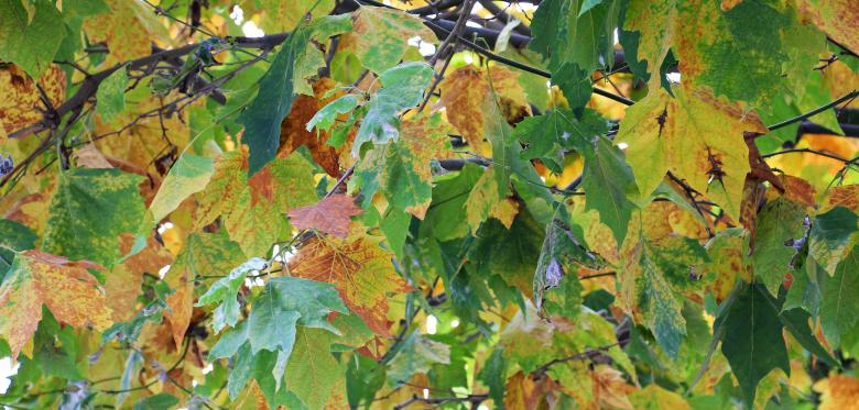 Free stock image of Autumn Leaves created by Pixabay