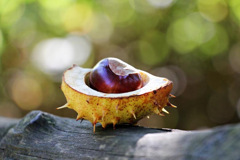 Free stock image of Macro Chestnut created by Pixabay