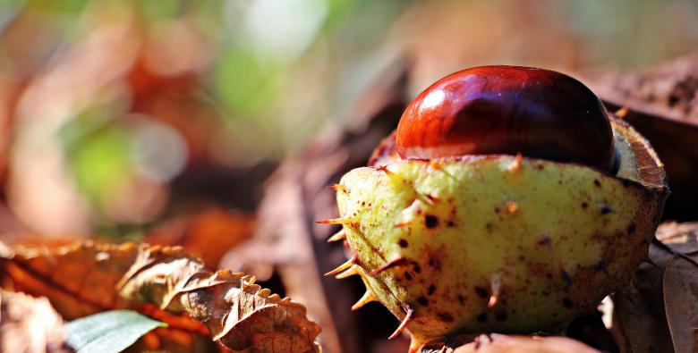 Free stock image of Macro Chestnut created by Pixabay