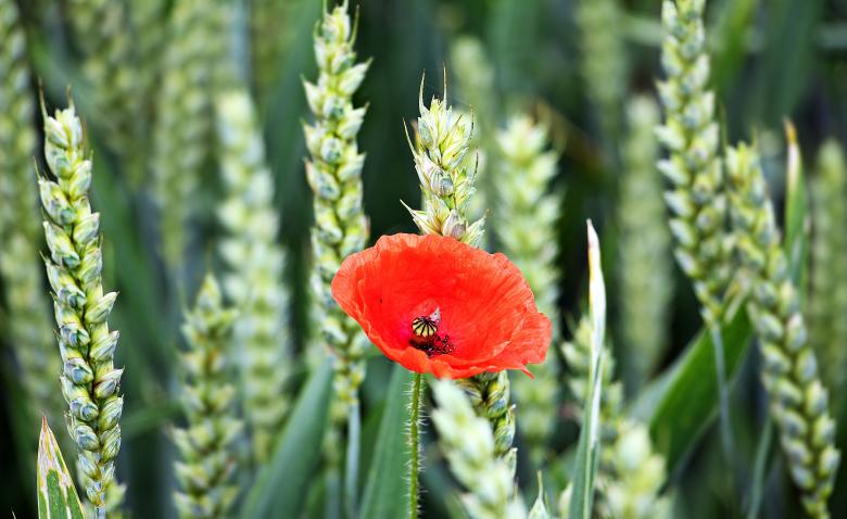 Free stock image of Macro Cornfield created by Pixabay