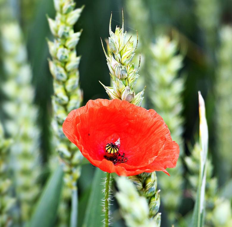 Free stock image of Macro Cornfield created by Pixabay