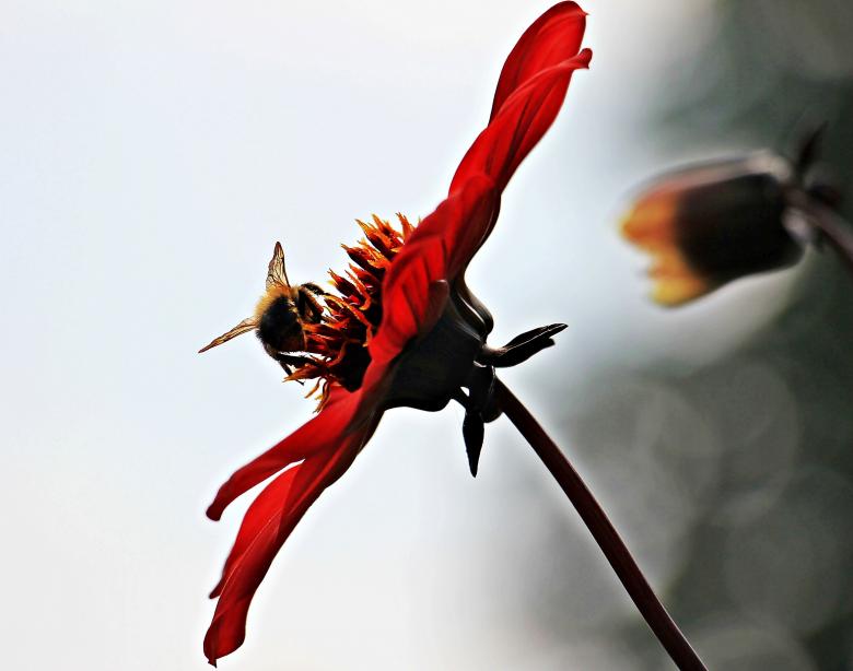 Free stock image of Bee on Dahlia created by Pixabay