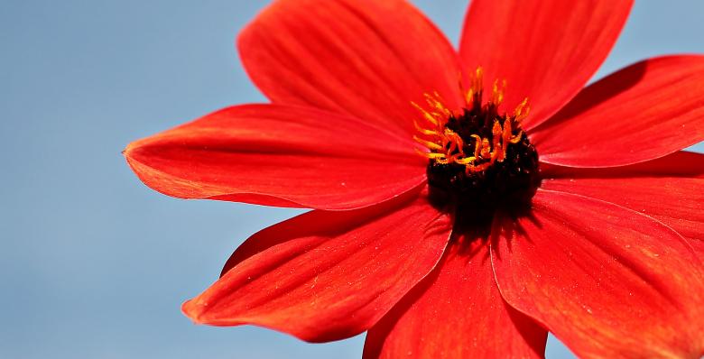 Free stock image of Fresh Dahlia created by Pixabay