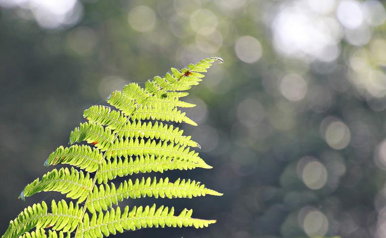 Free stock image of Fern Closeup created by Pixabay