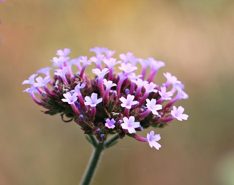 Free stock image of Blooming Flower created by Pixabay