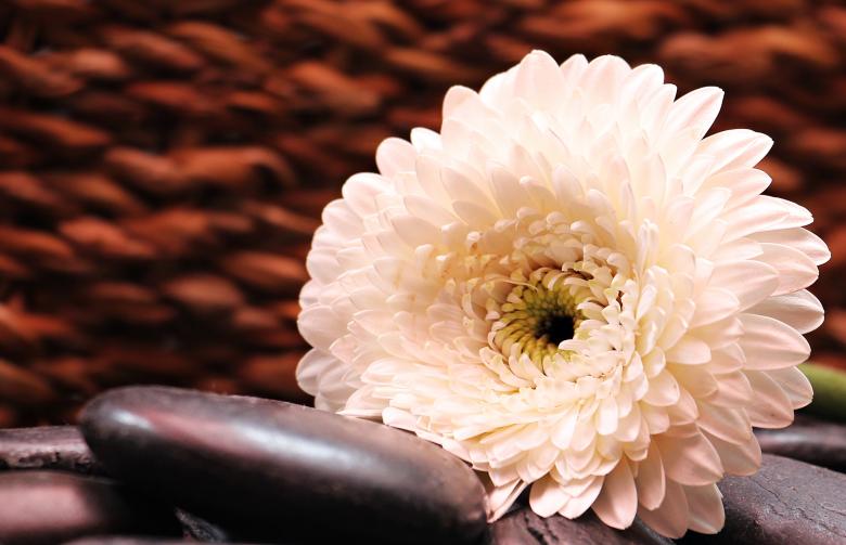Free stock image of Fresh Gerbera created by Pixabay