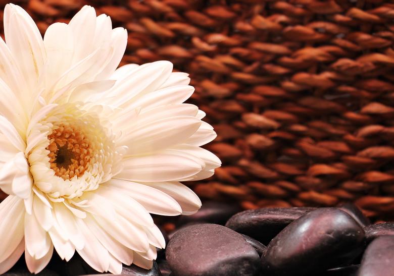 Free stock image of Fresh Gerbera created by Pixabay