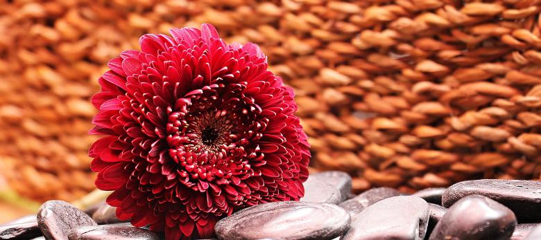 Free stock image of Fresh Gerbera created by Pixabay