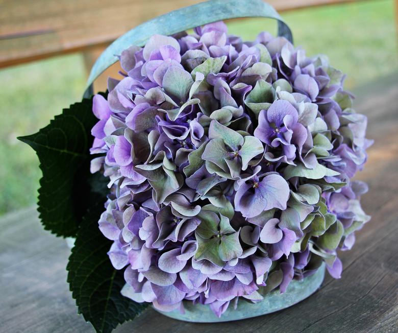 Free stock image of Fresh Hydrangea created by Pixabay