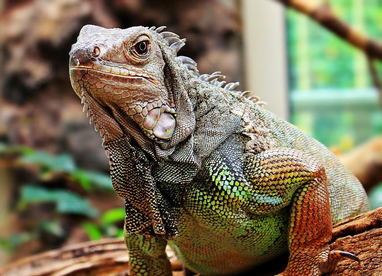 Free stock image of Wild Iguana created by Pixabay