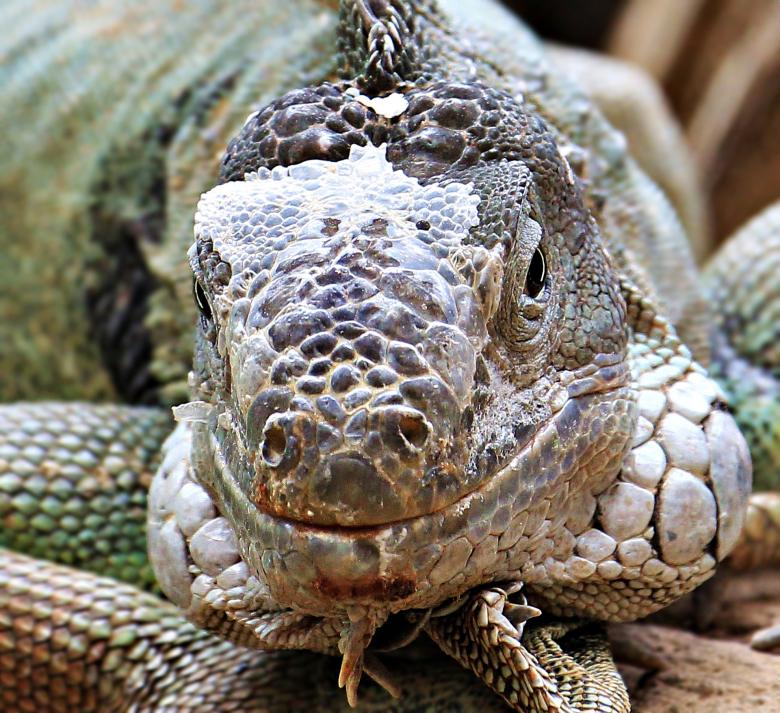Free stock image of Wild Iguana created by Pixabay