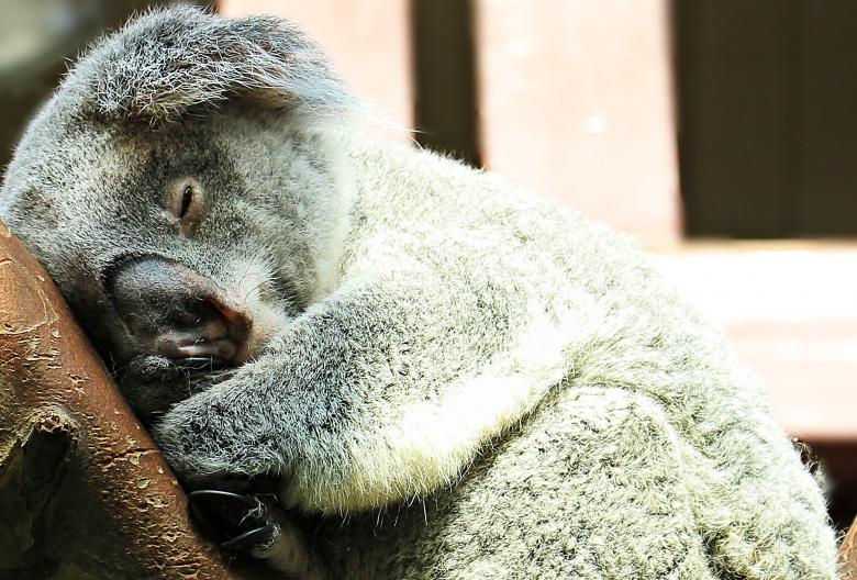 Free stock image of Wild Koala created by Pixabay