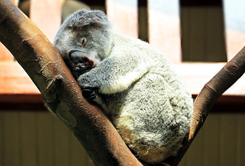 Free stock image of Wild Koala created by Pixabay