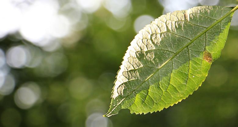 Free stock image of Leaf Closeup created by Pixabay