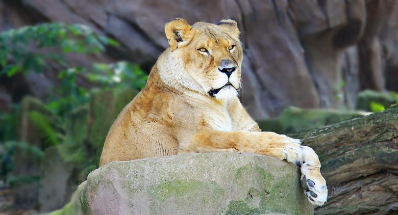 Free stock image of Wild Lioness created by Pixabay