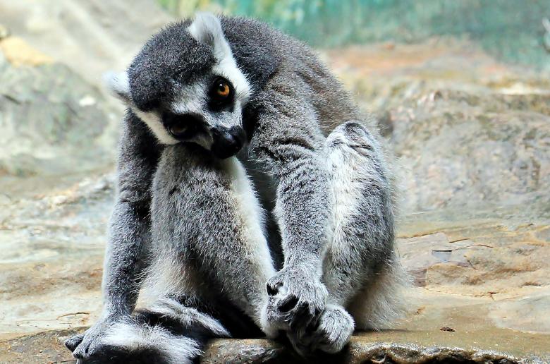 Free stock image of Monkey in the Jungle created by Pixabay