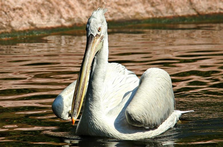 Free stock image of Pelican in the River created by Pixabay