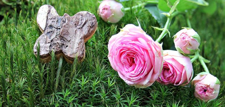 Free stock image of Fresh Roses created by Pixabay