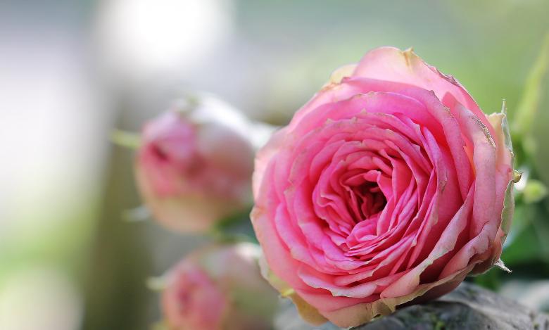 Free stock image of Fresh Roses created by Pixabay