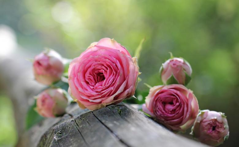 Free stock image of Fresh Roses created by Pixabay