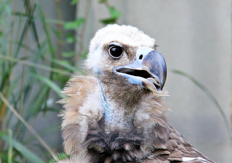 Free stock image of Vulture Closeup created by Pixabay