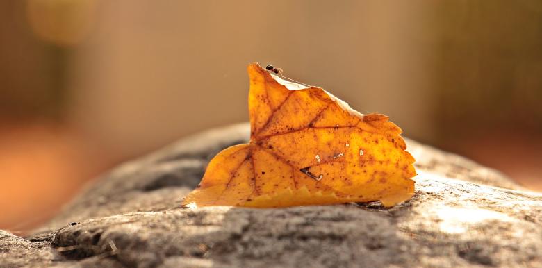 Free stock image of Ant on the Leaf created by Pixabay