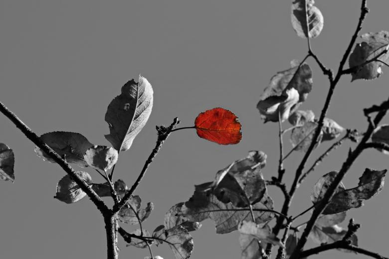 Free stock image of Apple Tree created by Pixabay