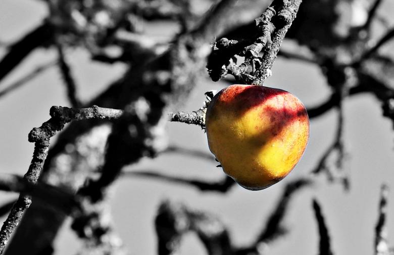 Free stock image of Apple Tree created by Pixabay