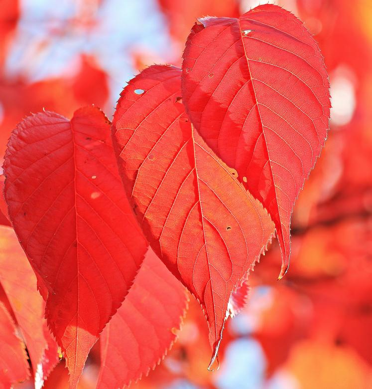 Free stock image of Autumn Leaves created by Pixabay